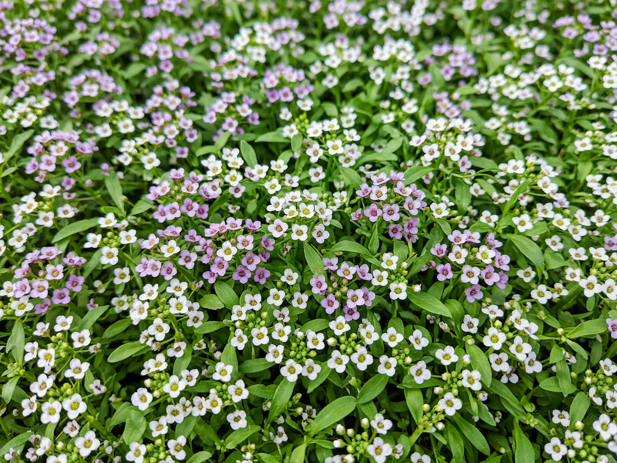 Alyssum seedling tray